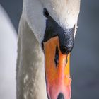 Schwan Portrait