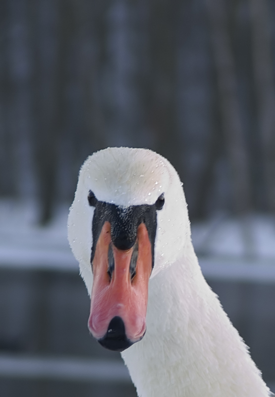 Schwan Portrait