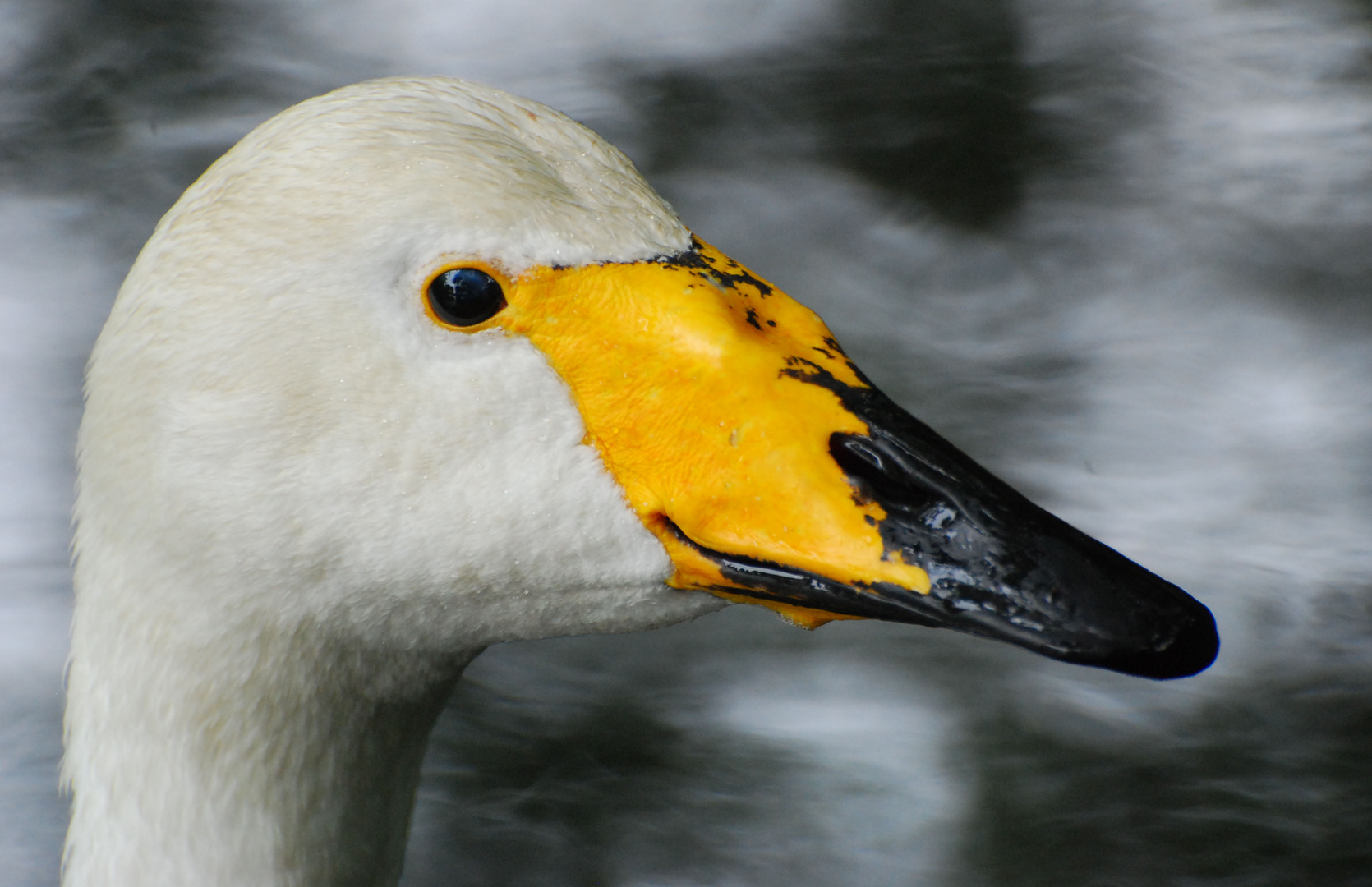 Schwan Portrait