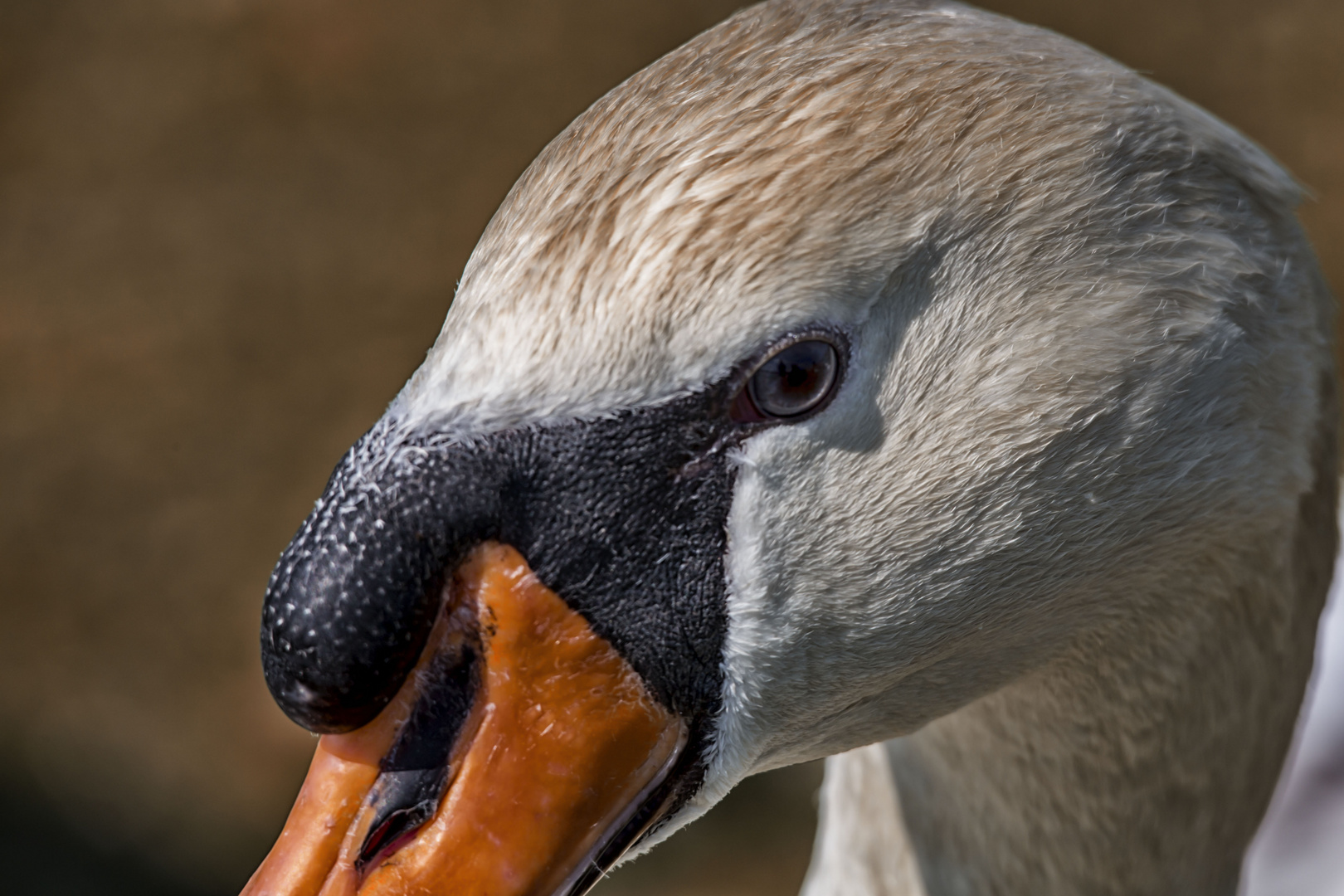 Schwan Portrait