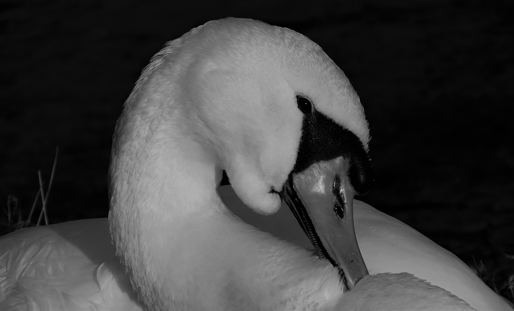 Schwan Portrait s/w