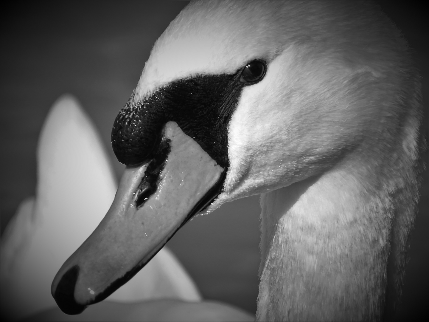 Schwan-Portrait s/w