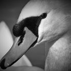 Schwan-Portrait s/w