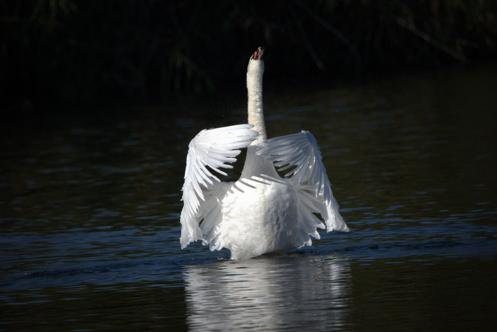 Schwan post für mich