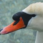 Schwan - Profil