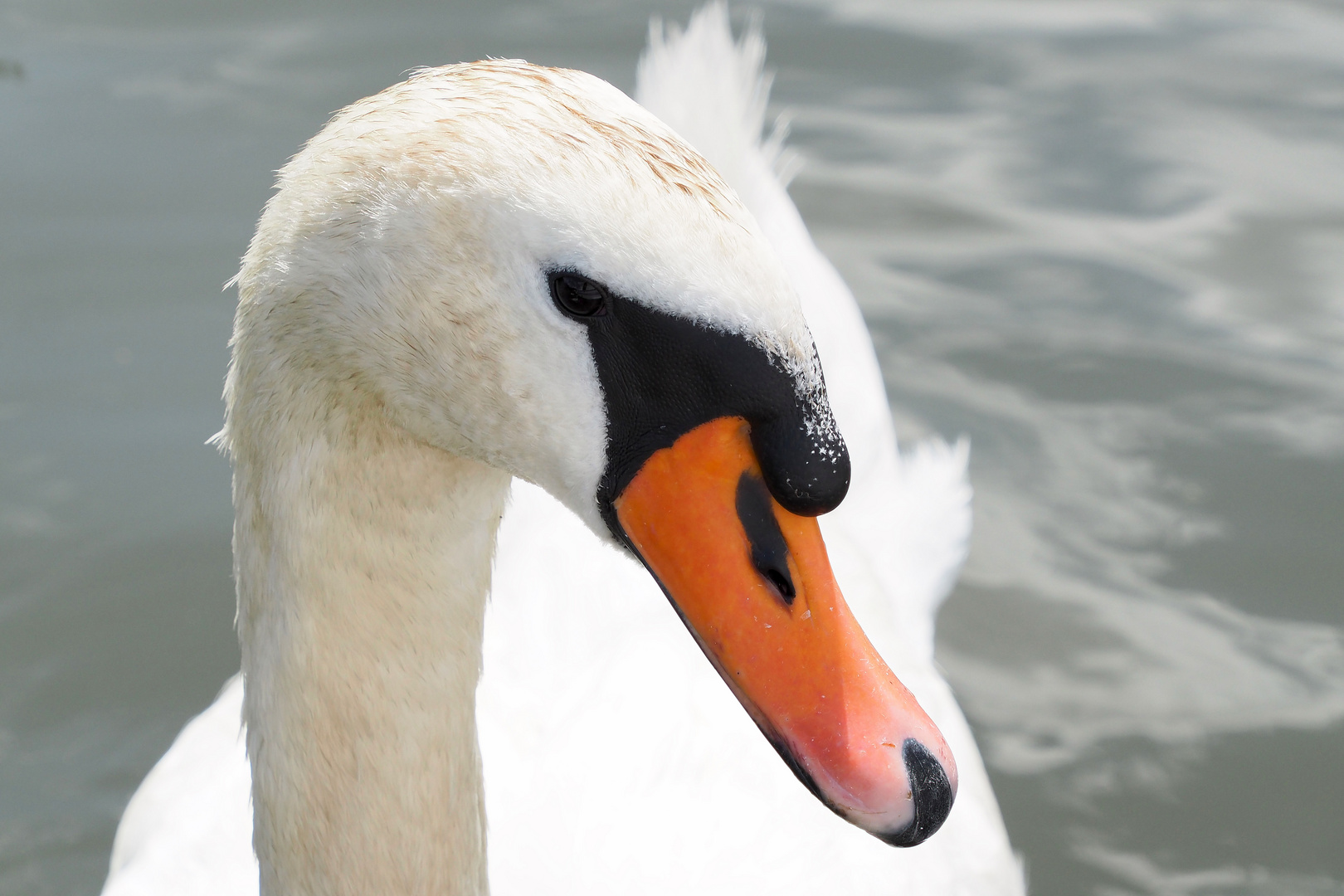 Schwan-Protrait