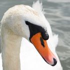 Schwan-Protrait