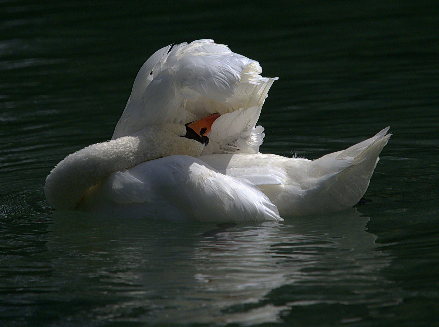 Schwan putzt sich 