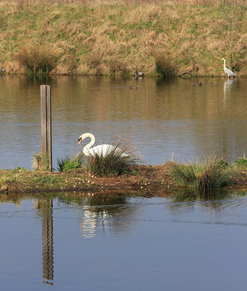 Schwan Reiher und ?