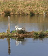 Schwan Reiher und ?