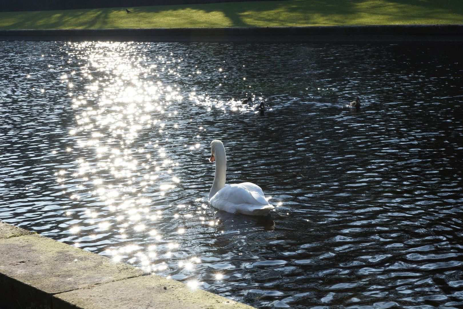 Schwan-Romantik