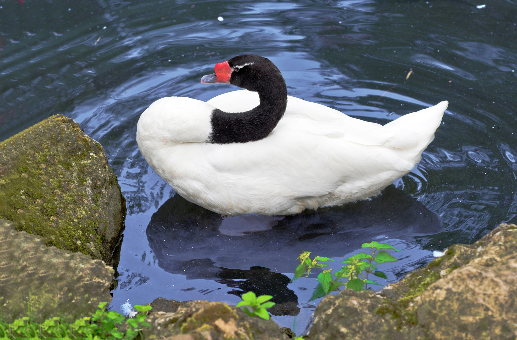 Schwan ruht im Sonnenlicht