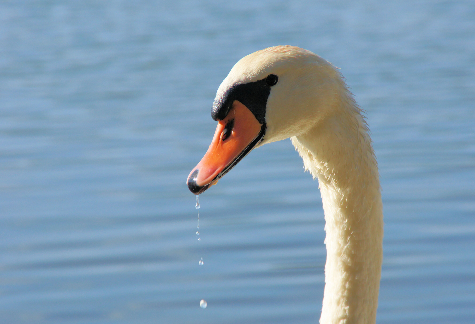 Schwan, sabbernd