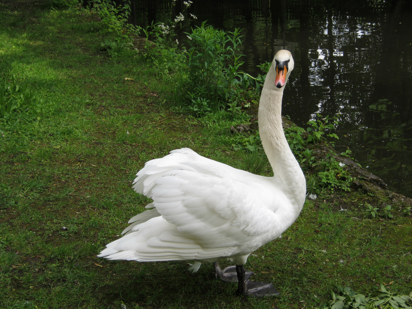 Schwan schaut