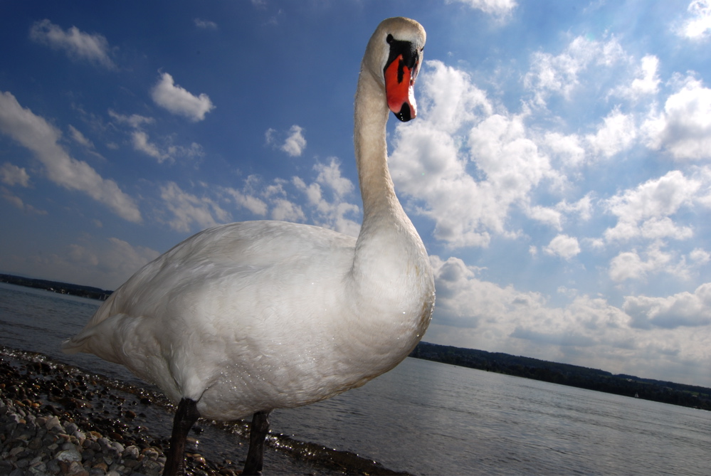 Schwan - Schlicht und einfach