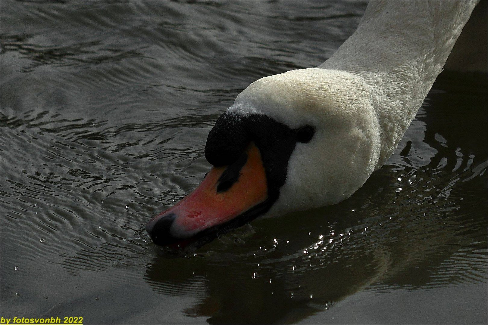 Schwan schlürft Wasser