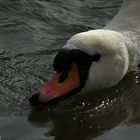 Schwan schlürft Wasser