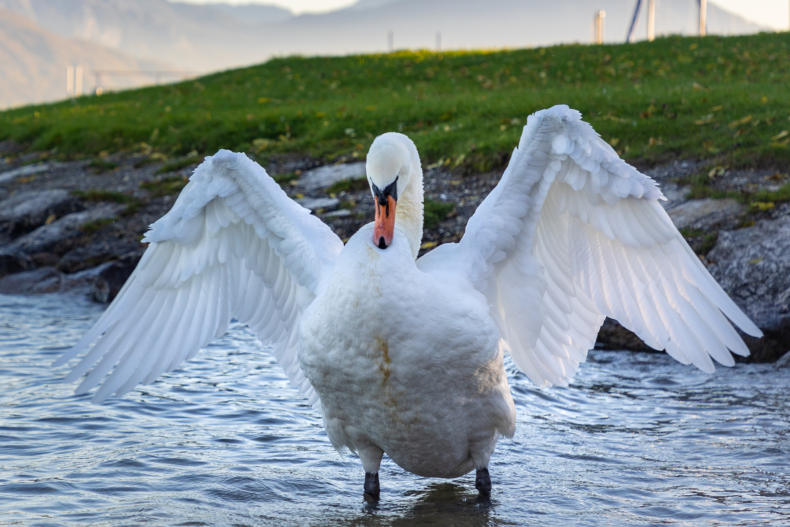 Schwan-Schnappschuss