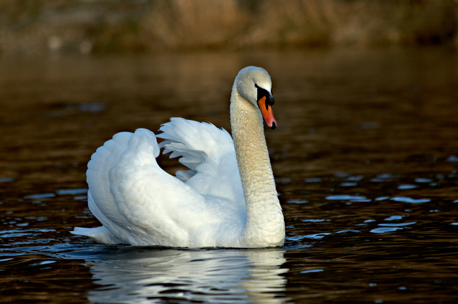 Schwan-Schönheit