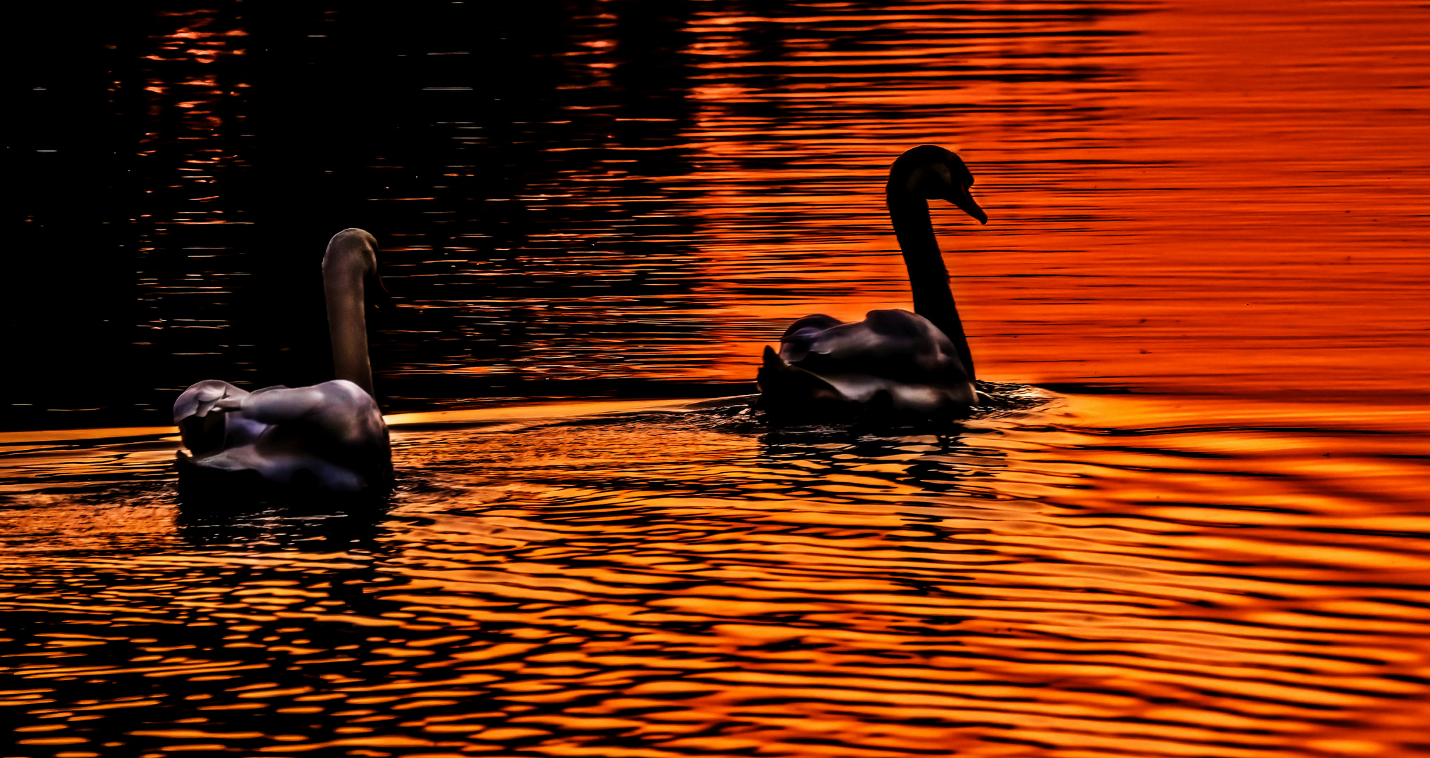 "SCHWAN & SCHWAN" am See