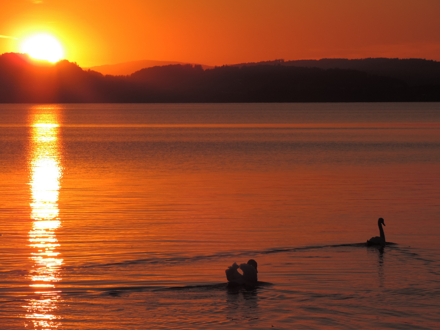 Schwan schwimmt in Sonnenuntergang