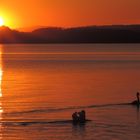 Schwan schwimmt in Sonnenuntergang