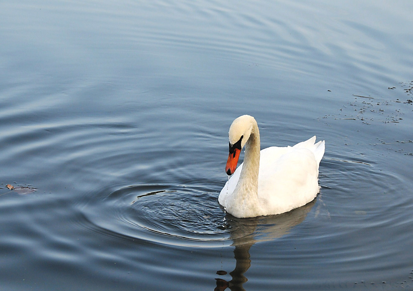 Schwan (Seeweiher)