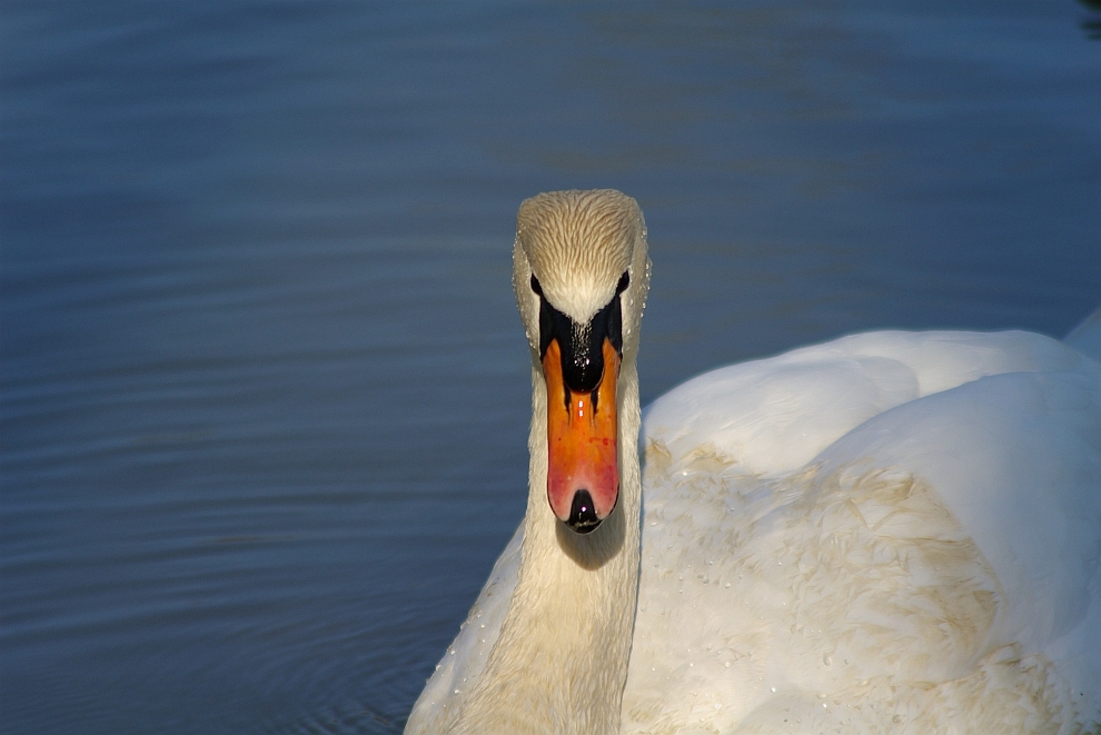 Schwan sehr frontal