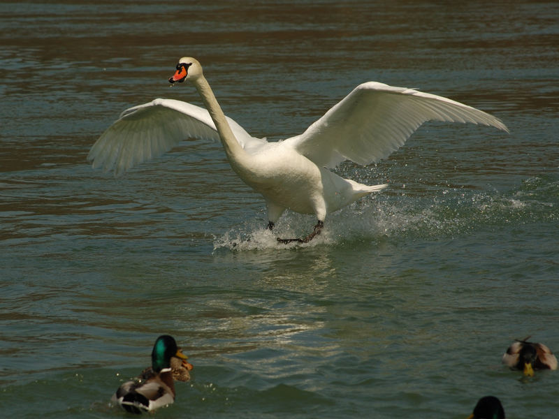 Schwan setzt zur Landung an