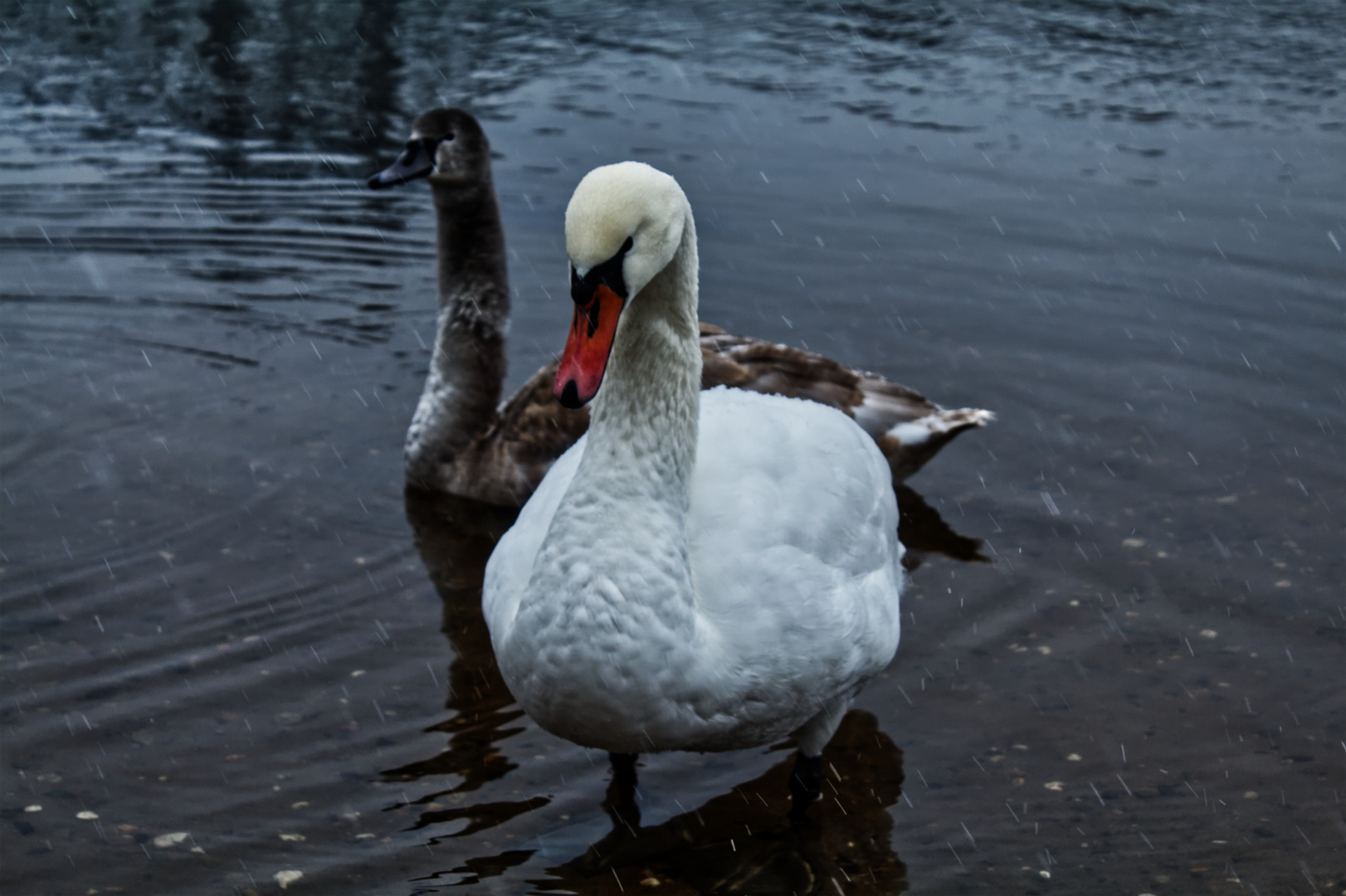 Schwan sieht Kamera