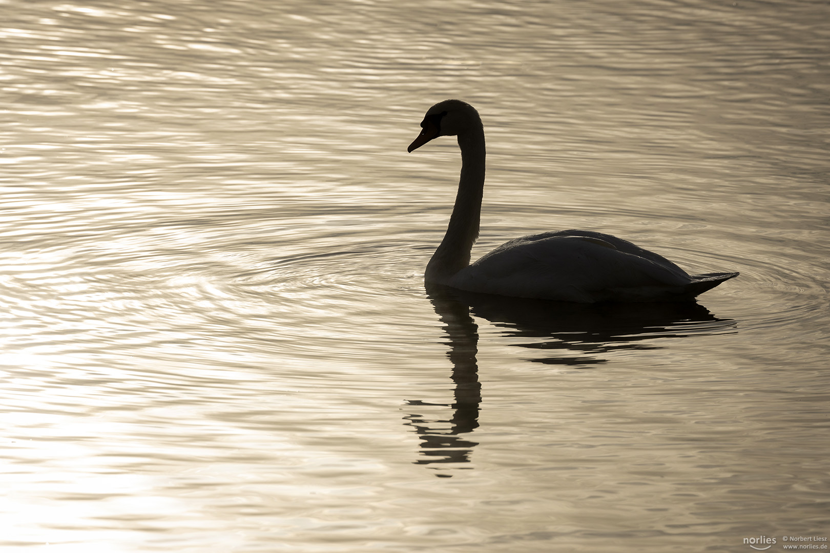 Schwan Silhouette