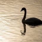 Schwan Silhouette