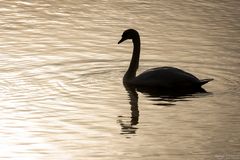 Schwan Silhouette