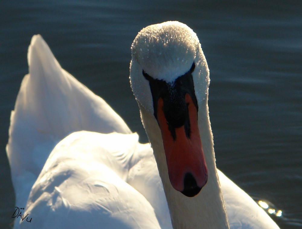 Schwan so wyss wie Schnee