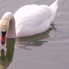 Schwan spiegelt sich