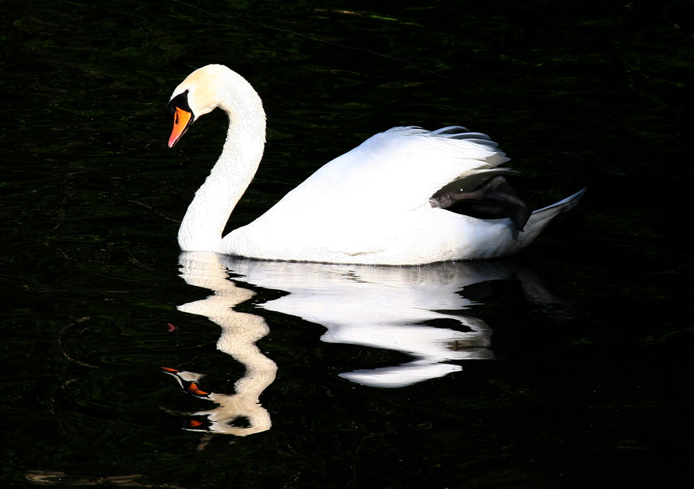 SCHWAN SPIEGELUNG 1