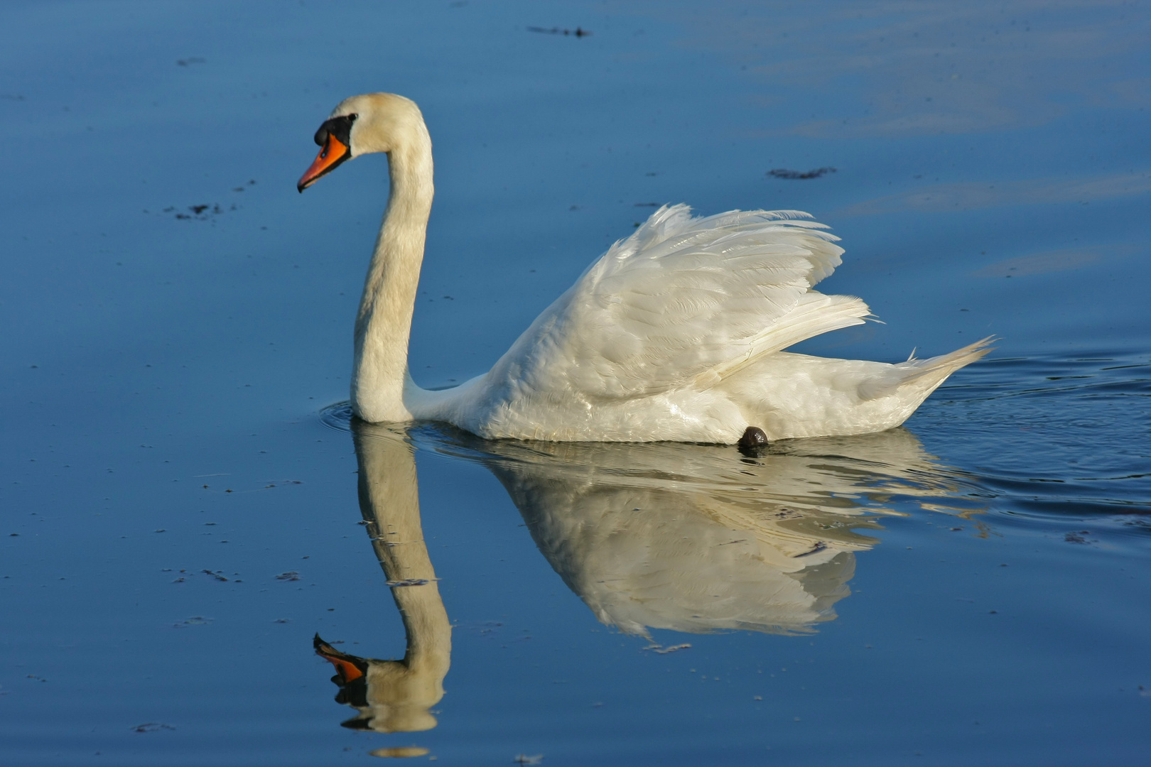 Schwan + Spiegelung