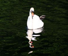 SCHWAN SPIEGELUNG 2