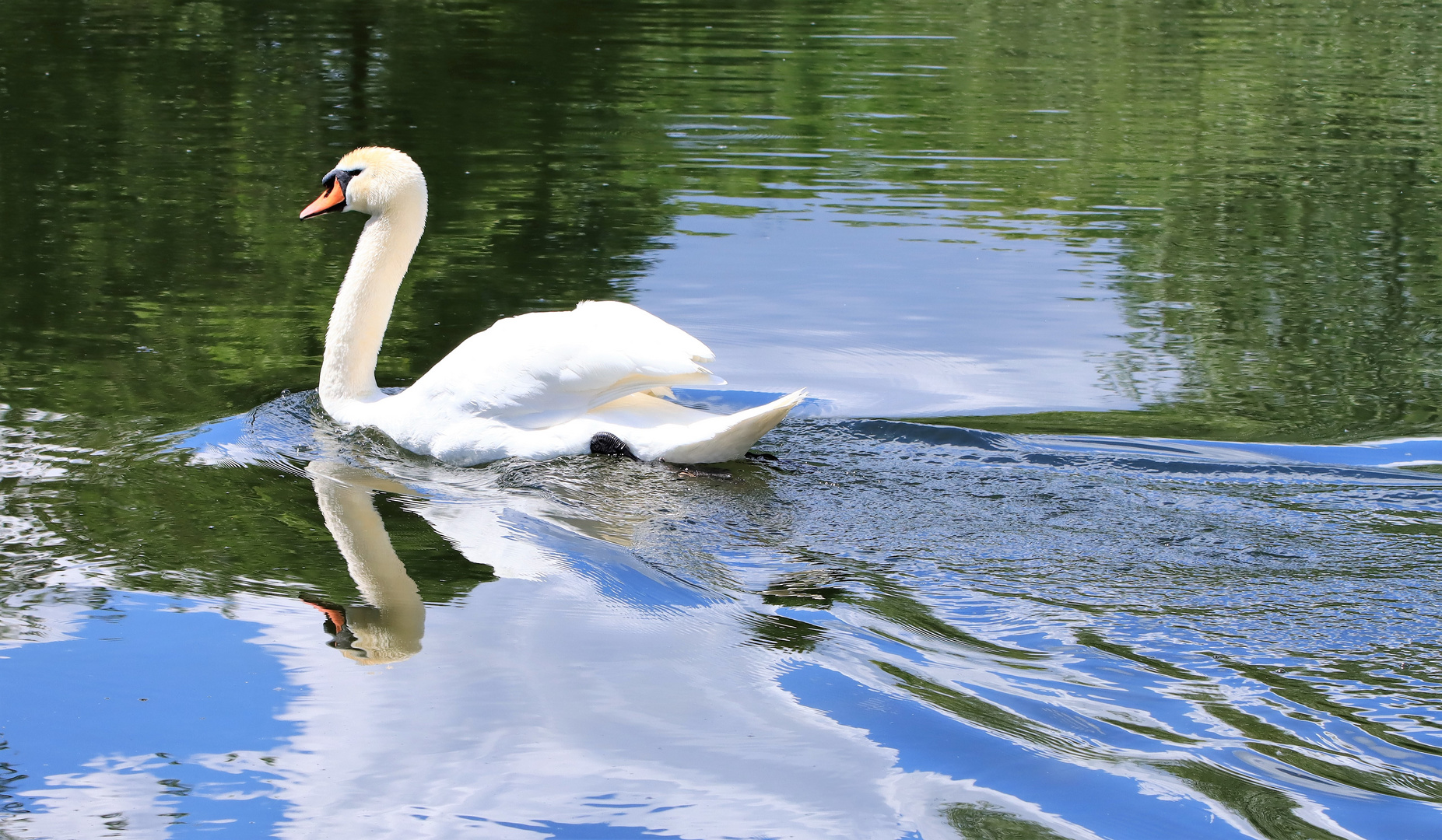 Schwan - Spiegelung