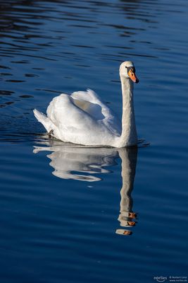 Schwan Spiegelung