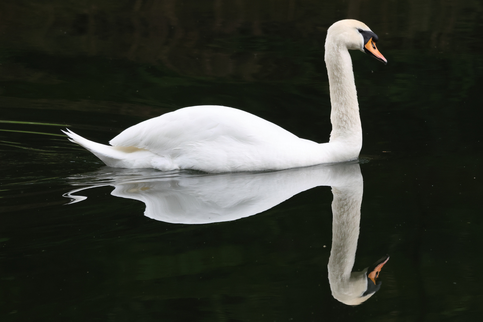 Schwan-Spiegelung