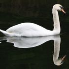 Schwan-Spiegelung