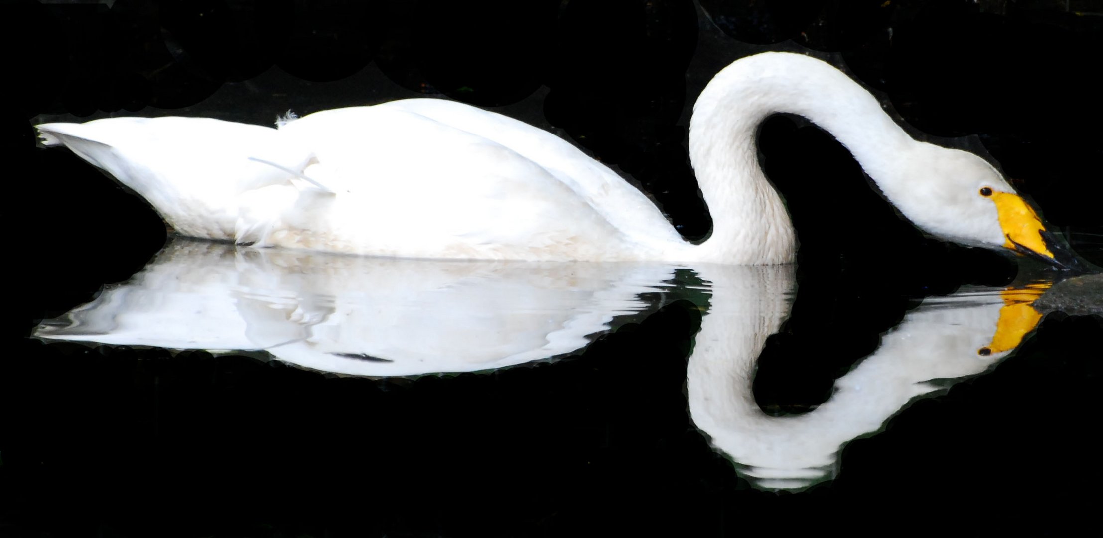 Schwan, Spiegelung