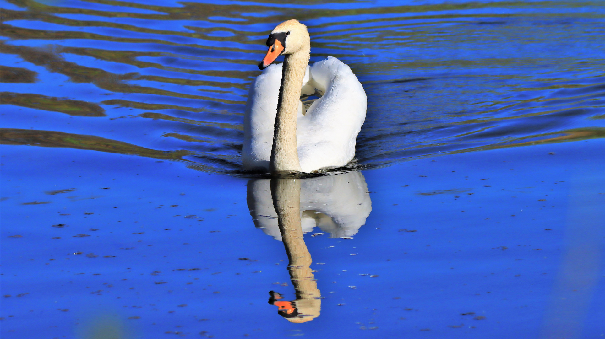 Schwan - Spiegelung