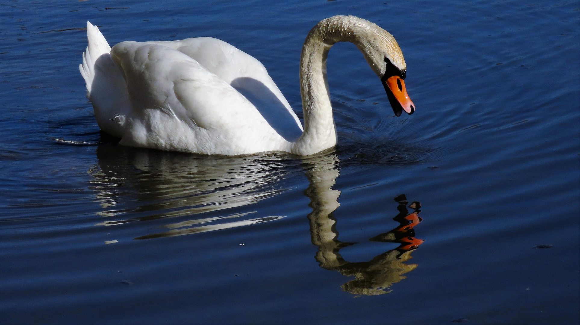 Schwan-Spiegelung