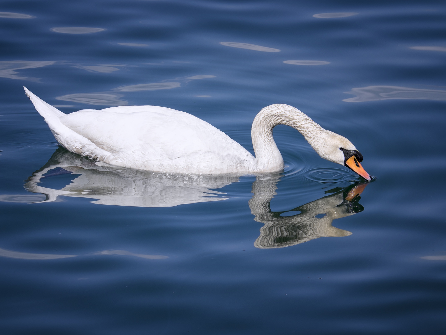 Schwan Spiegelung