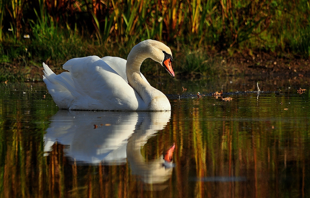 Schwan Spiegelung