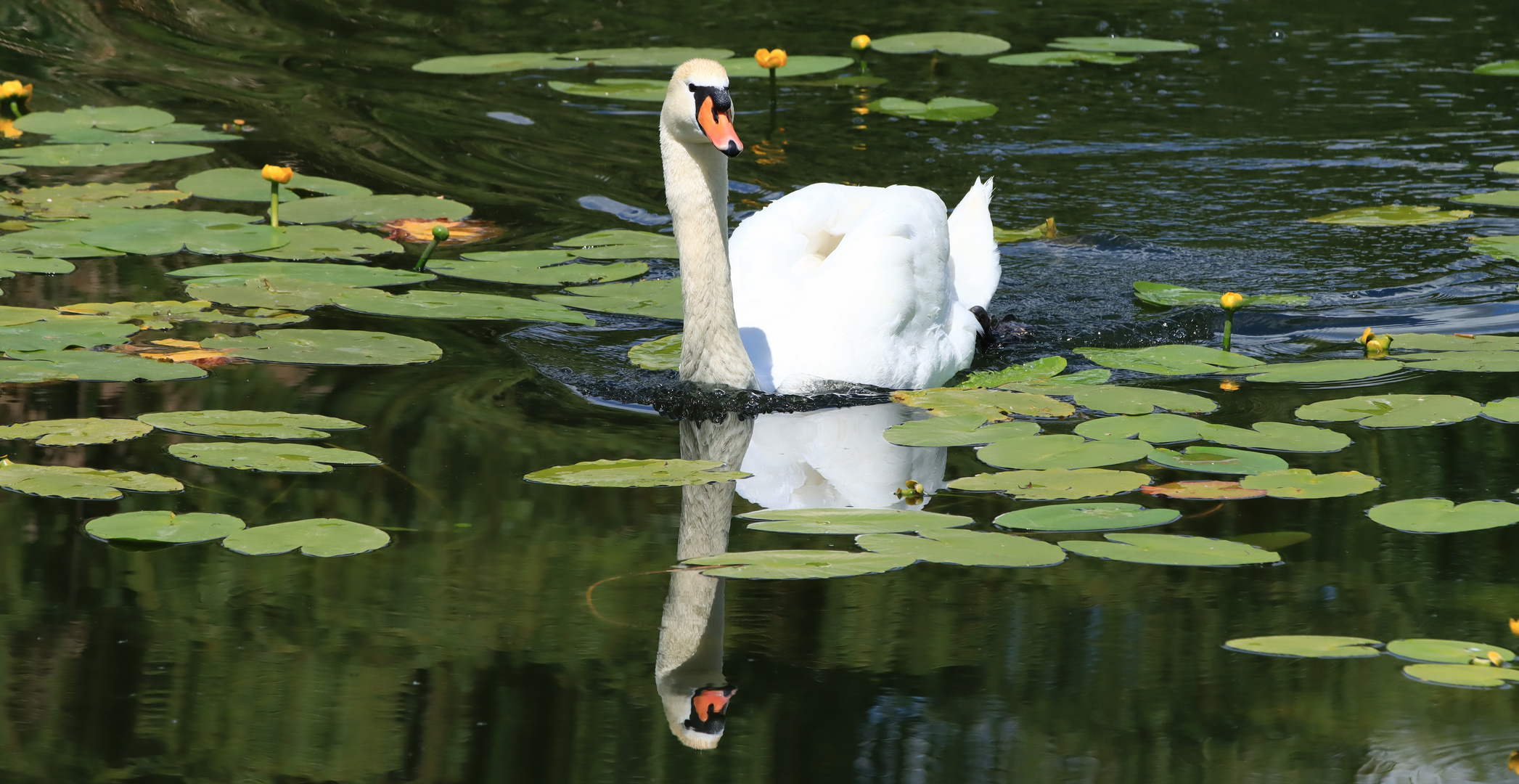 Schwan - Spiegelung