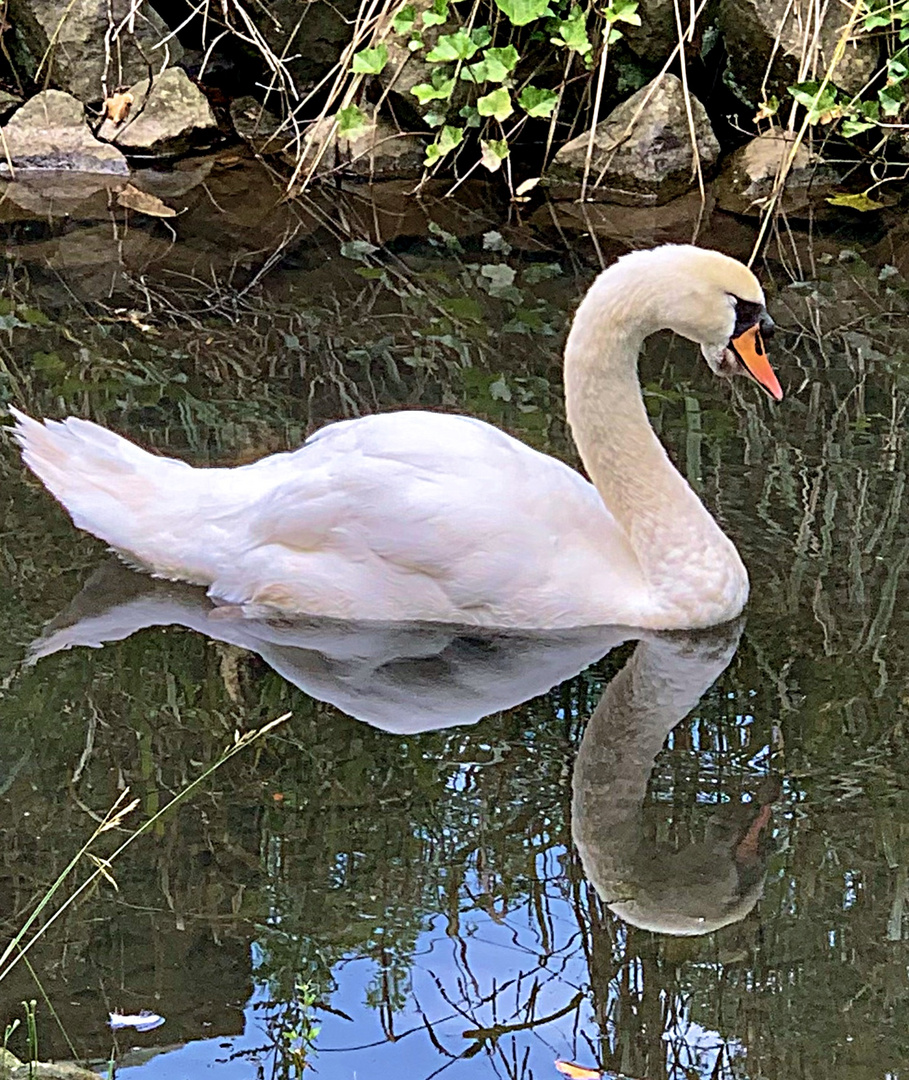 Schwan Spiegelung im See 