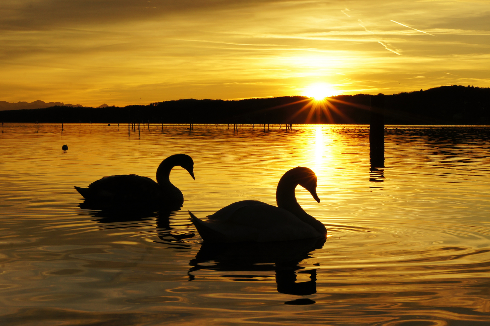 Schwan Starnberger See